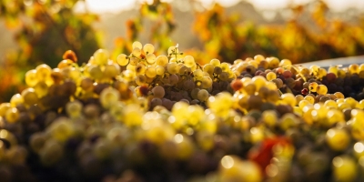 La Famiglia: An Alabama vineyard rooted in heritage