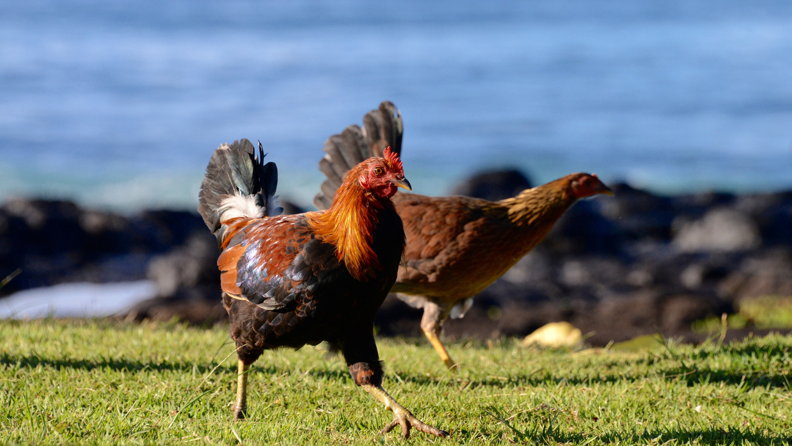 The Extremely Popular Hawaiian Island Whose Chicken Population Outnumbers Its Residents